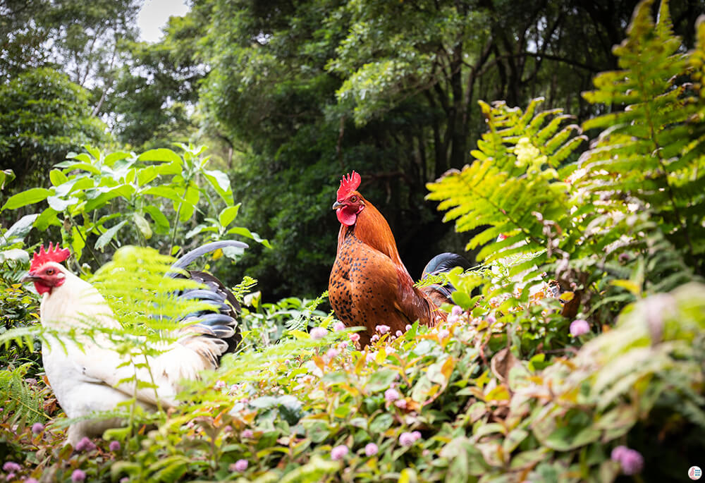 Chickens on Faial Da Terra nature trail towards Salo do Prego waterfall, São Miguel Island, Azores