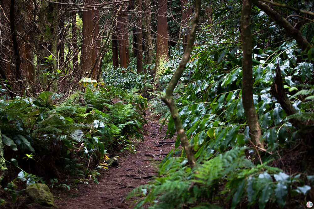 Sequoia trees on the path to Salto do Rosal, São Miguel Island, Azores