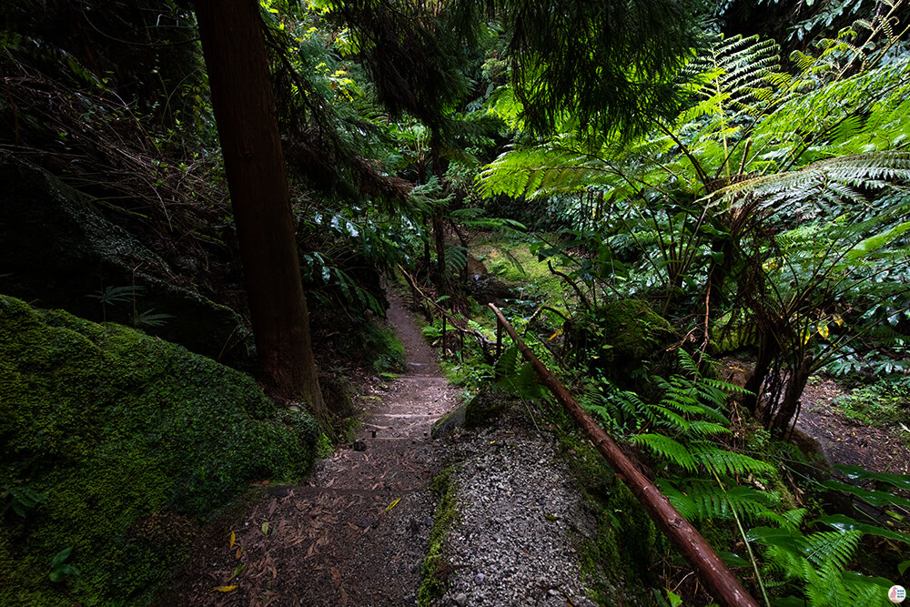 Nature trail towards Salto do Rosal, São Miguel Island, Azores