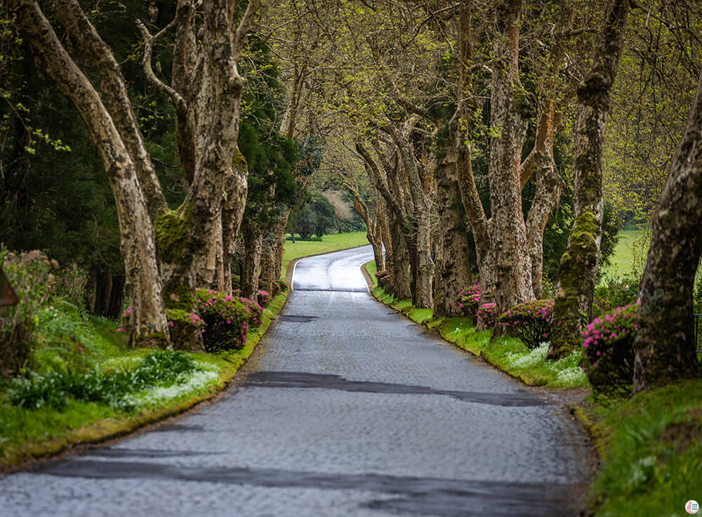 Road towards Garden of Lagoa das Furnas, São Miguel Island, Azores
