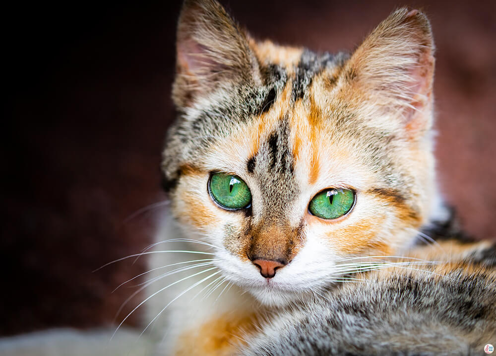 Beautiful cat with green eyes on São Miguel Island, Azores