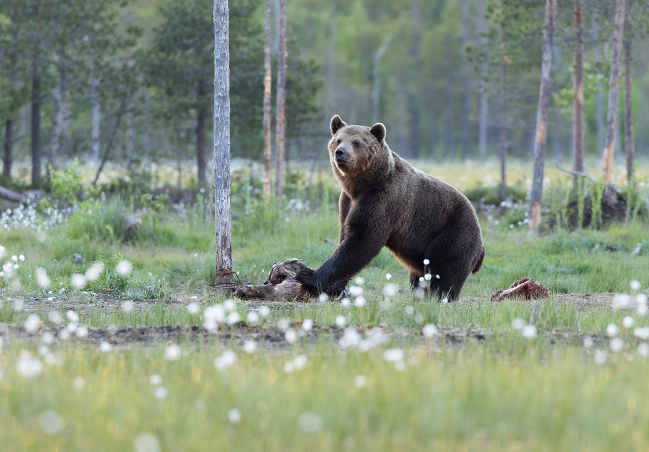 Wild brown bear at Wildlife safari Finland photography hides, Kuhmo, Finland