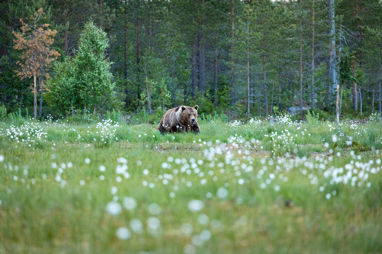 Angry male brown bear in Kuhmo, Finland