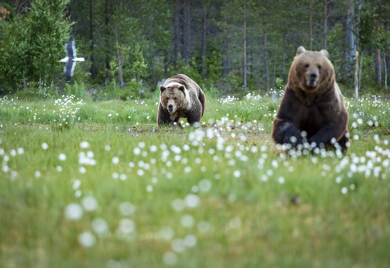 Brown bear chase, Kuhmo, Finland