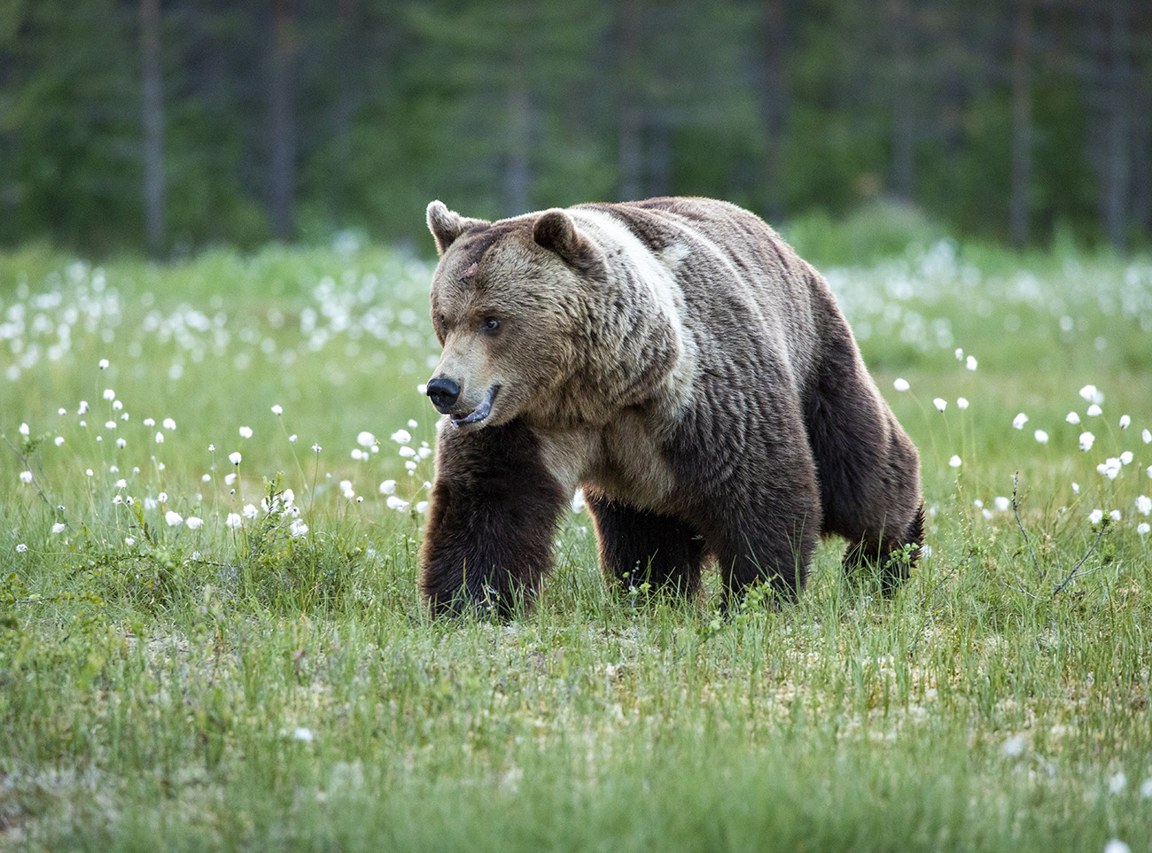 Big male brown bear, Kuhmo, Finland
