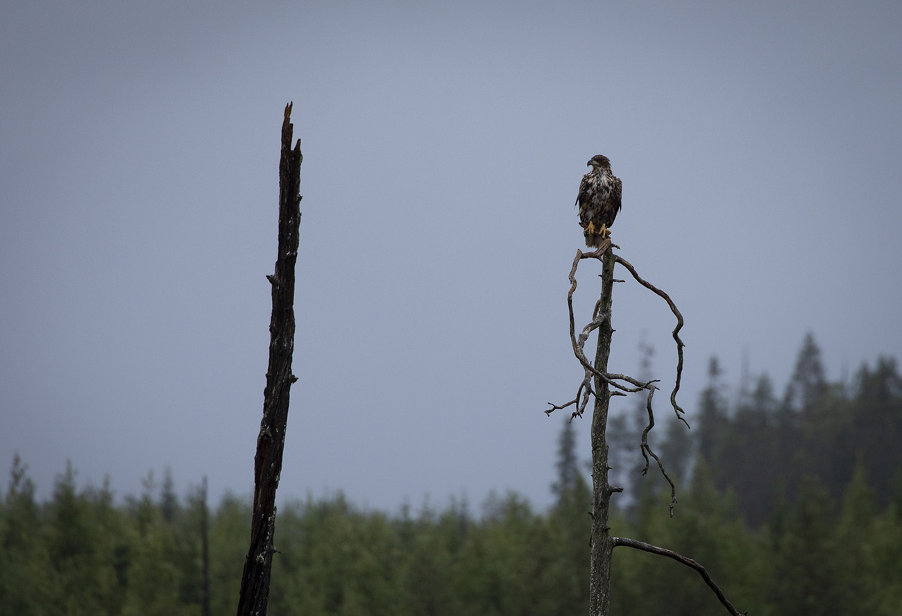 White tailed eagle, Kuhmo, Finland