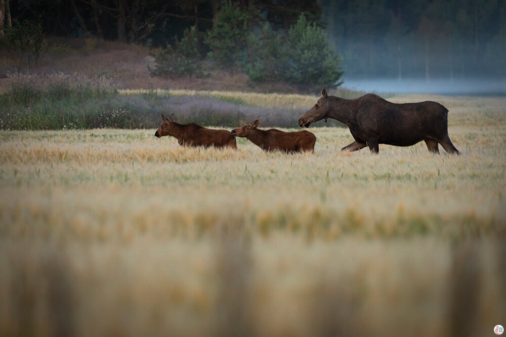 Mother moose with calves, Porkkalanniemi, Finland