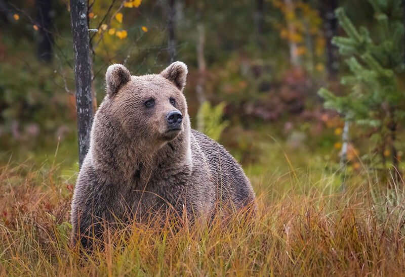 Bing image: Bear watching in the Finnish forest - Bing Wallpaper Gallery