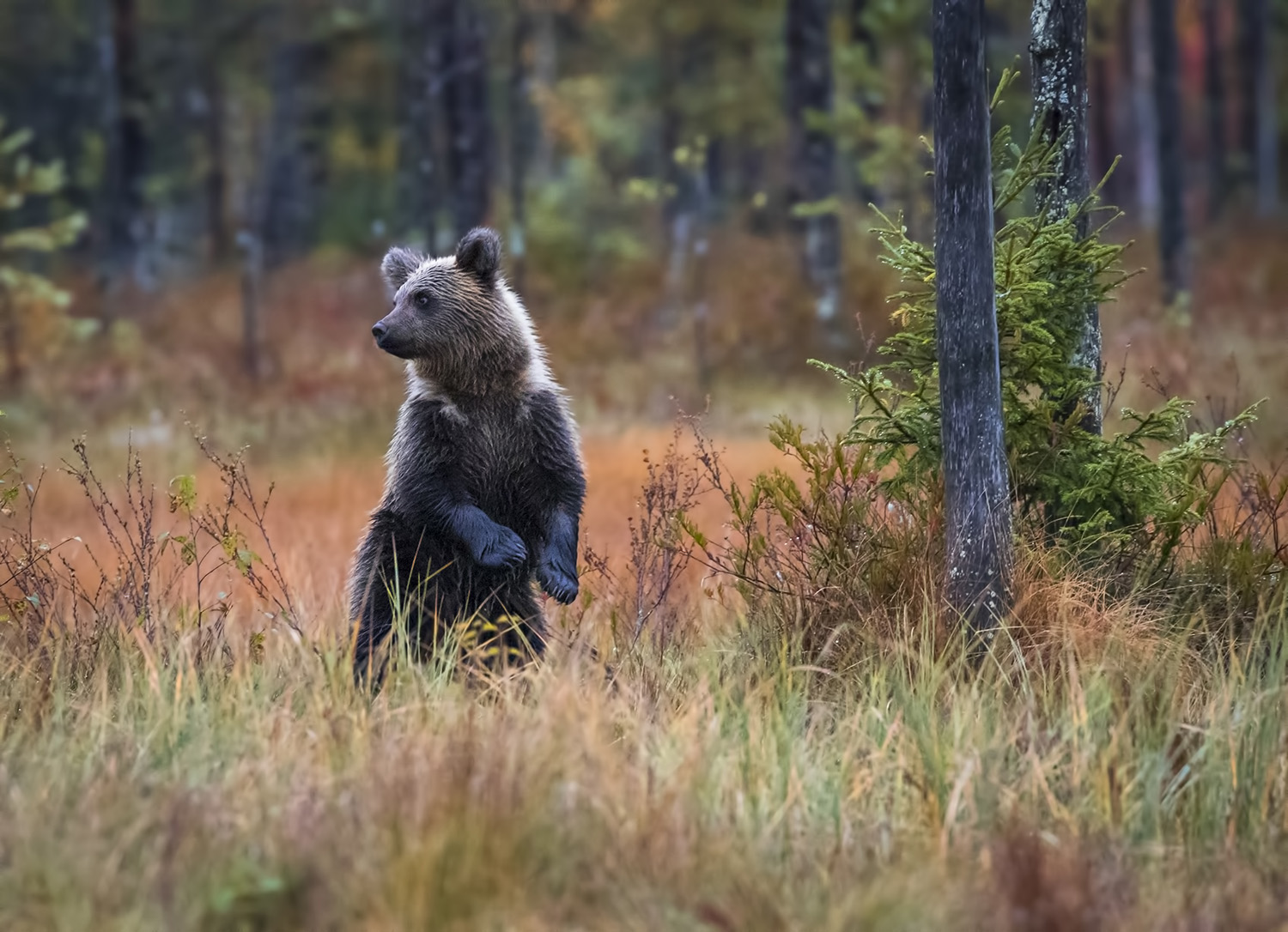 Wild brown bear cub, Kuhmo, Finland