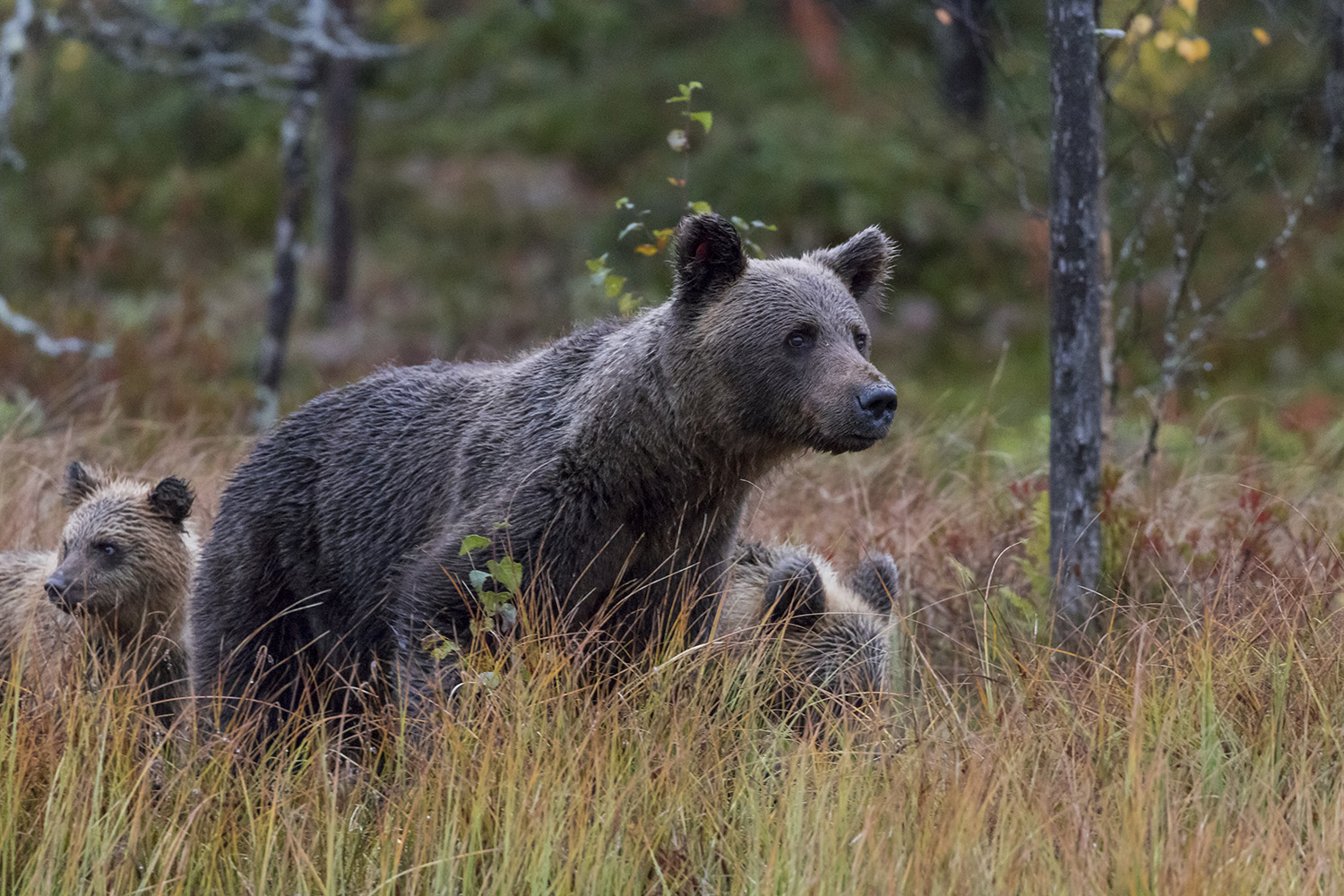 Wild bear with cubs in Kuhmo, Finland