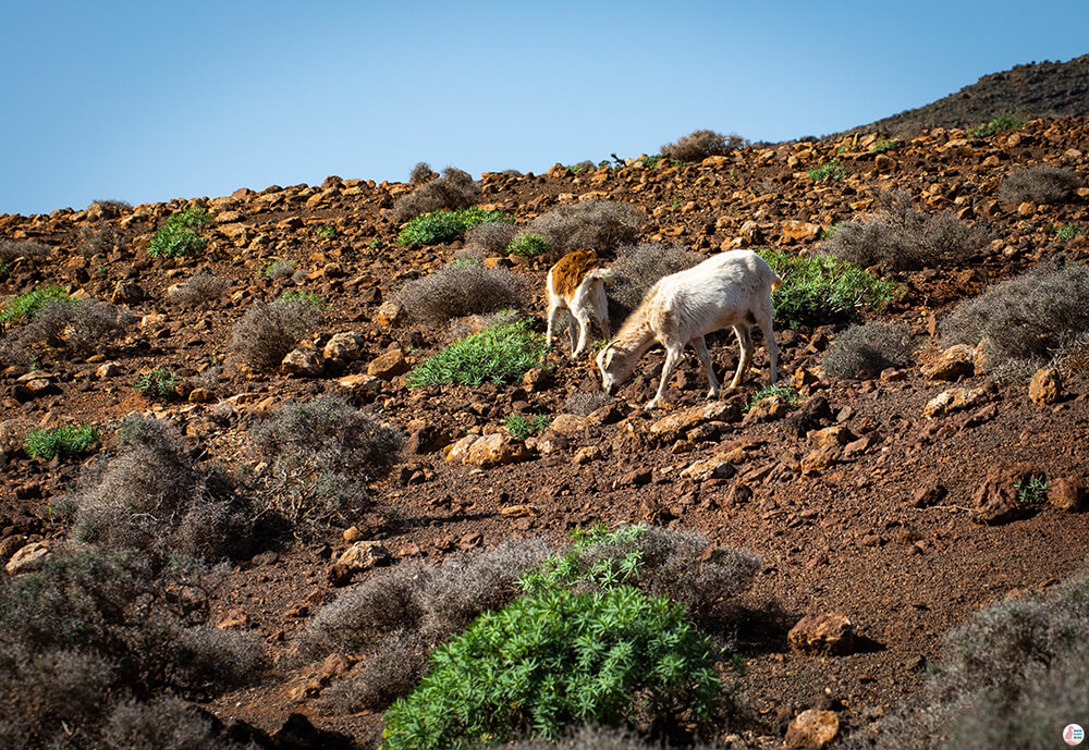 Goats on the way to Pico de la Zarza, Jandia Peninsula, Fuerteventura