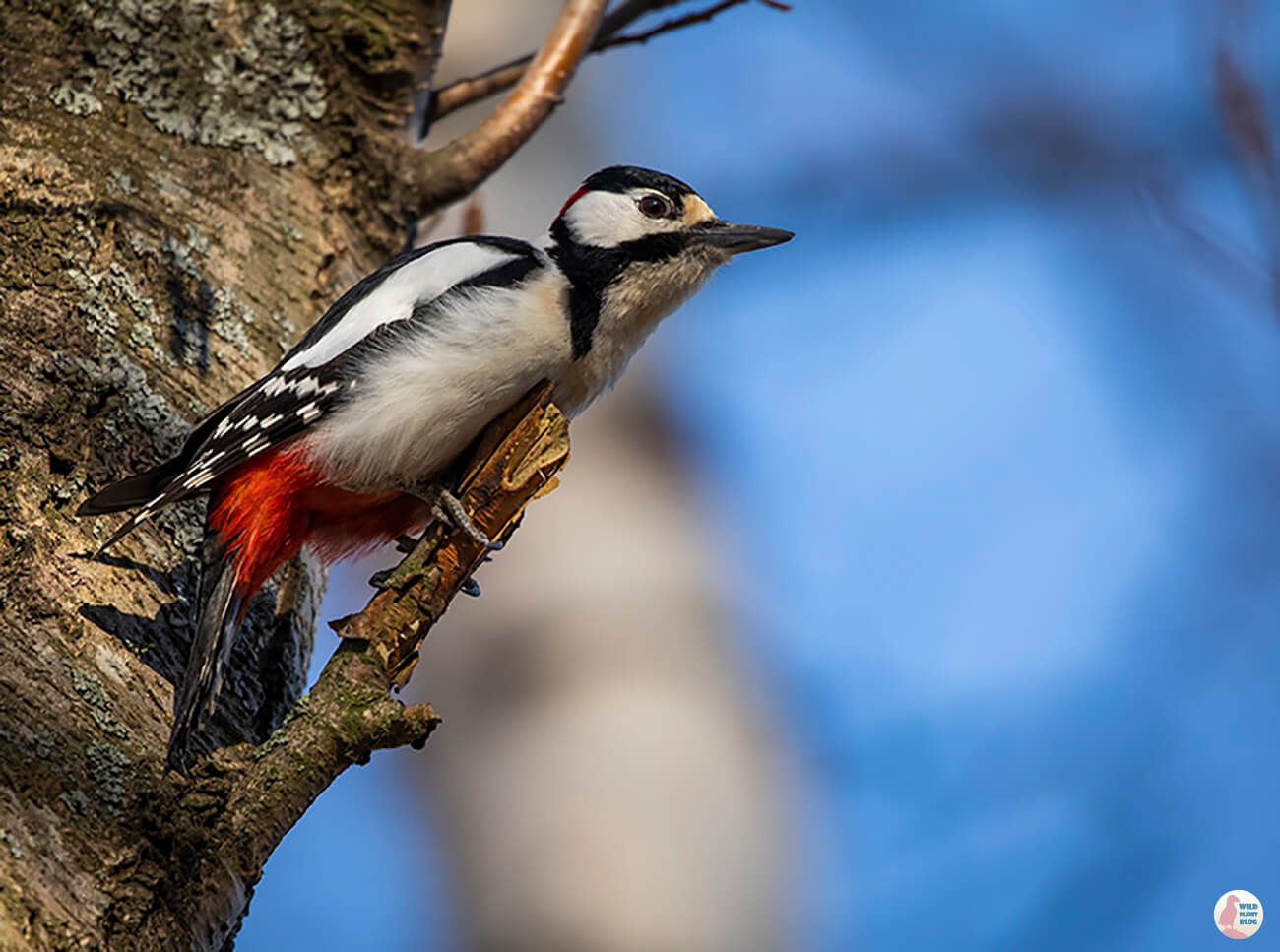 Great spotted woodpecker, Hanasaari, Espoo