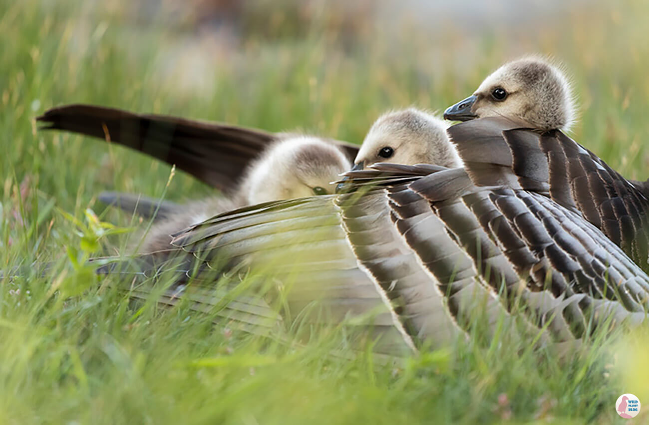 Barnacle goose chicks under mama's wing, Hanasaari, Espoo