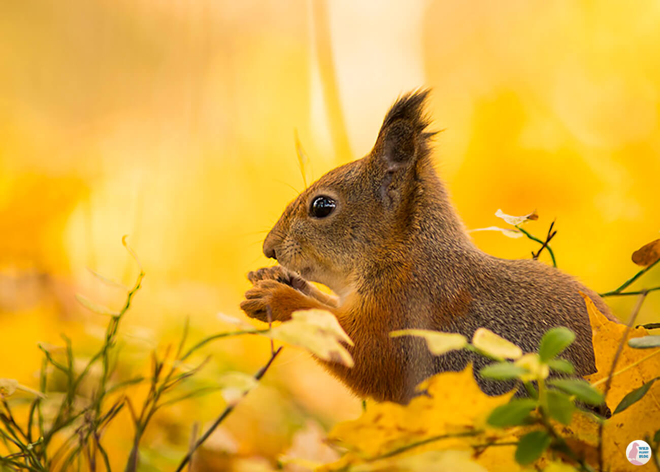 Red squirrel and autumn colors, Seurasaari, Helsinki