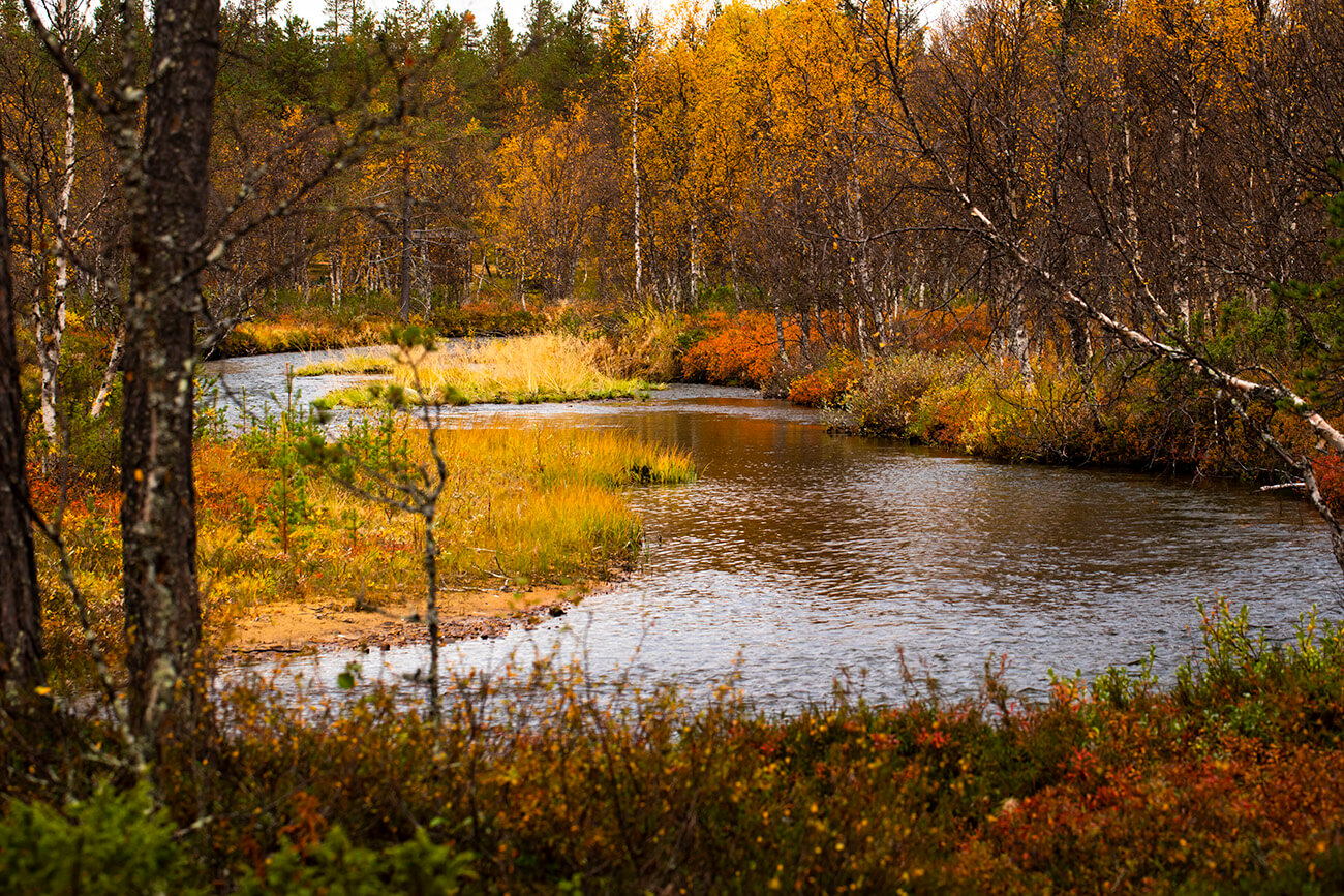 Autumn colors along Kakslauttanen river, Inari, Lapland, Finland