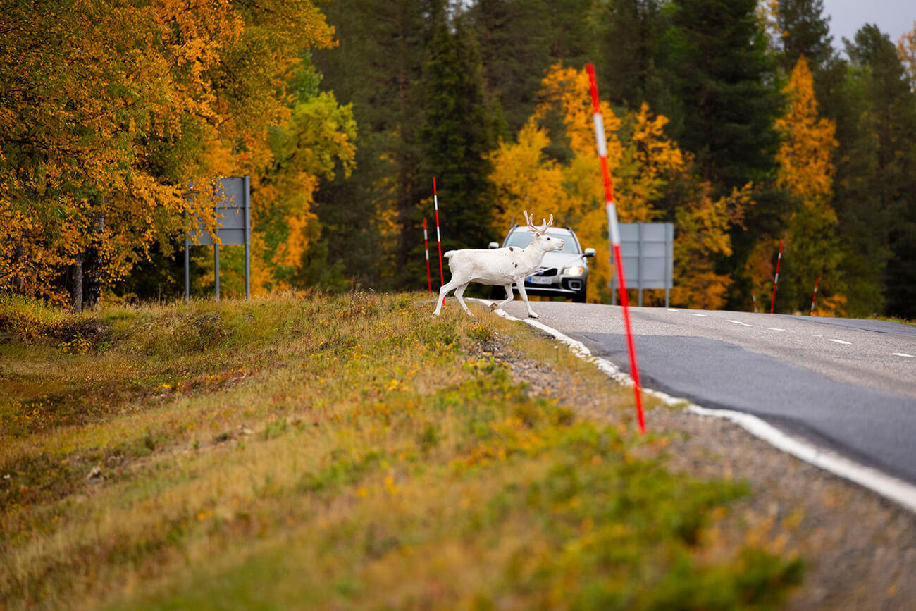 Reindeer crossing the street in Inari, Lapland, Finland