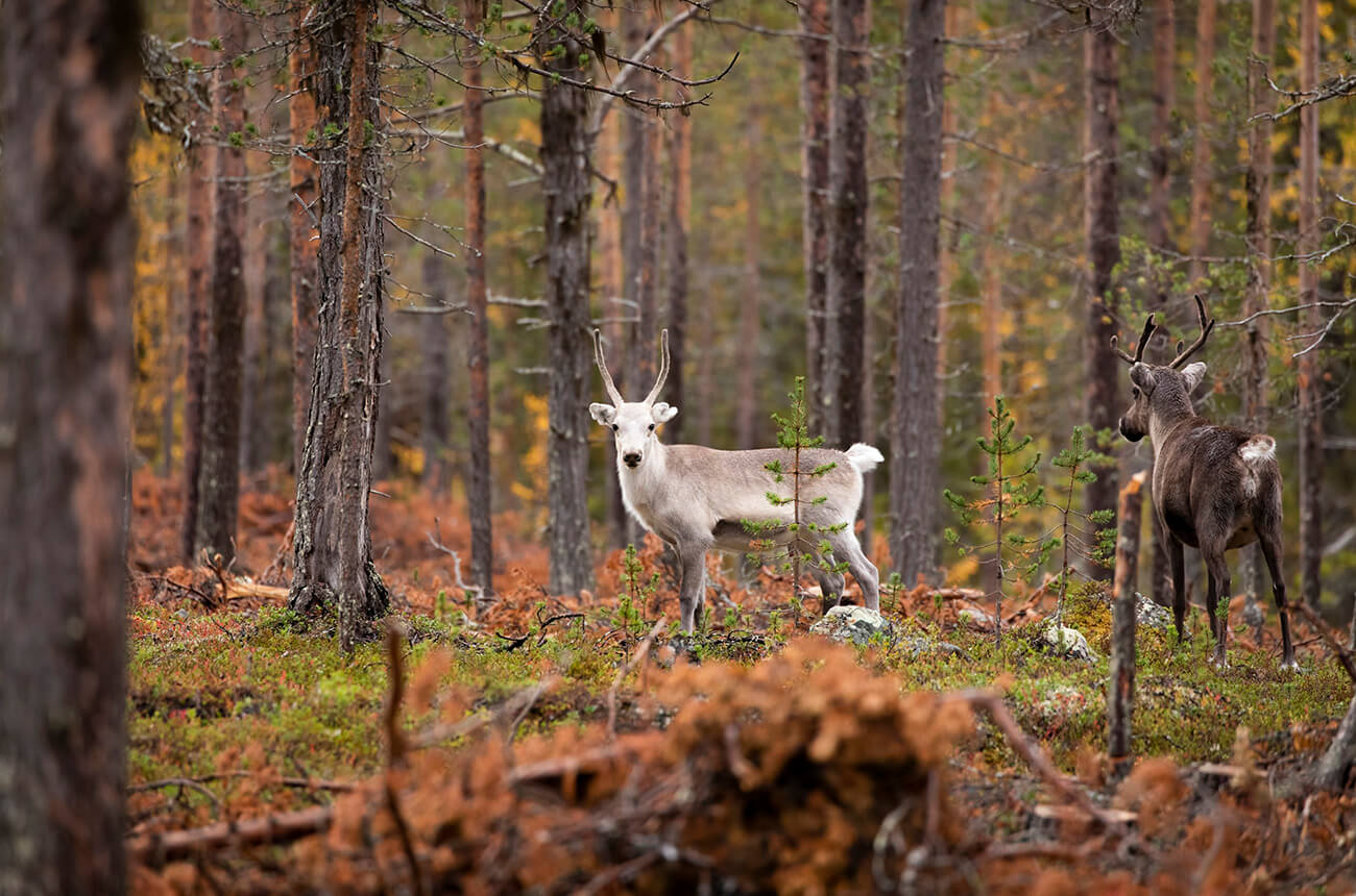 Reindeer in the forest, Muonio area, Lapland, Finland