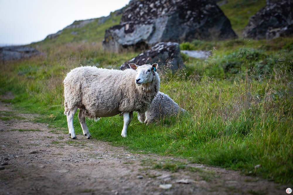 Friendly sheep on Ryten hiking trail, Moskenesøya, Lofoten, Norway