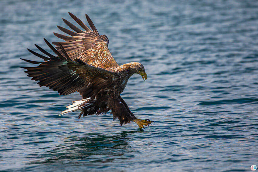 White tailed eagle diving for fish during sea eagle safari from Svolvær, Lofoten, Northern Norway