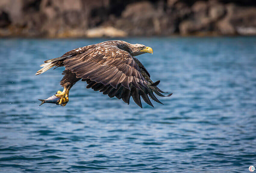 White tailed eagle with fish during sea eagle safari from Svolvær, Lofoten, Northern Norway