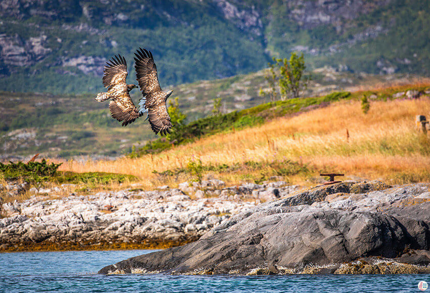 White-tailed eagles fighting over fish in Raftsundet, Svolvær, Lofoten, Northern Norway