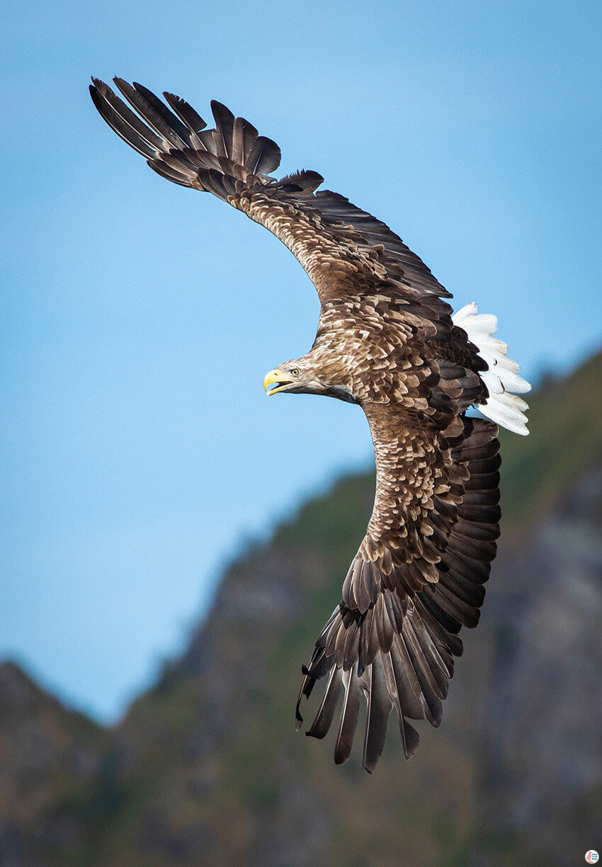 White-tailed eagle in Raftsundet, Svolvær, Lofoten, Northern Norway