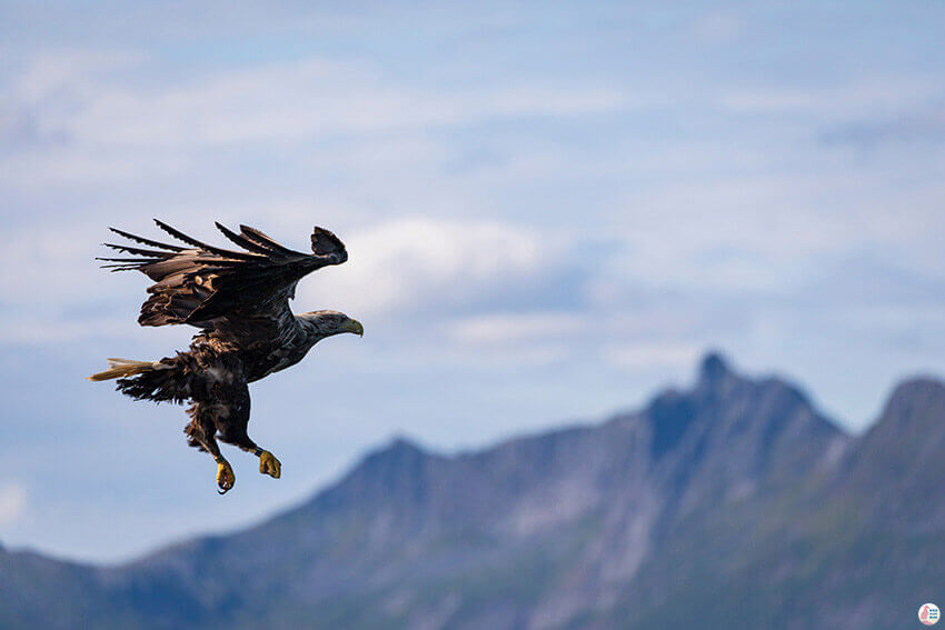 White-tailed eagle, during sea eagle safari from Svolvær, Lofoten, Northern Norway