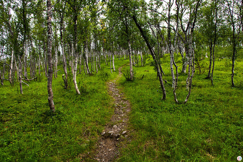 Barheia hiking trail through the forest, Lyngen Alps, Northern Norway