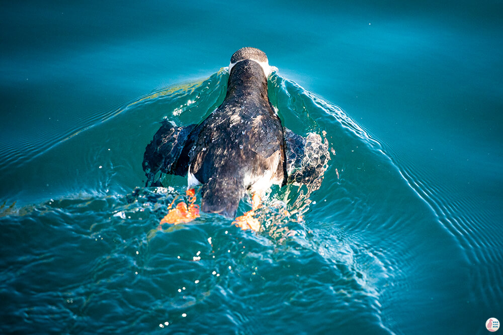 Puffin taking a dive in the water near Gjesværstappan Nature Reserve, Nordkapp, Northern Norway