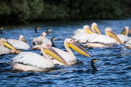 Wildest places in Europe, Pelicans in Danube Delta, Romania