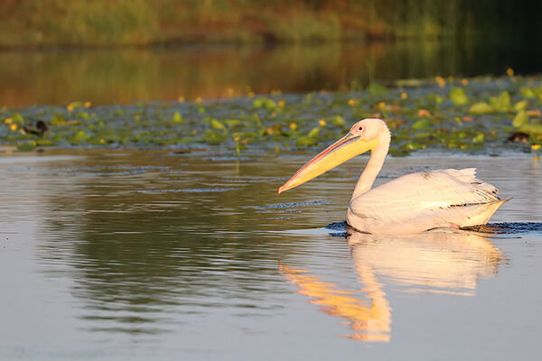 Great White Pelican in Danube Delta, Romania