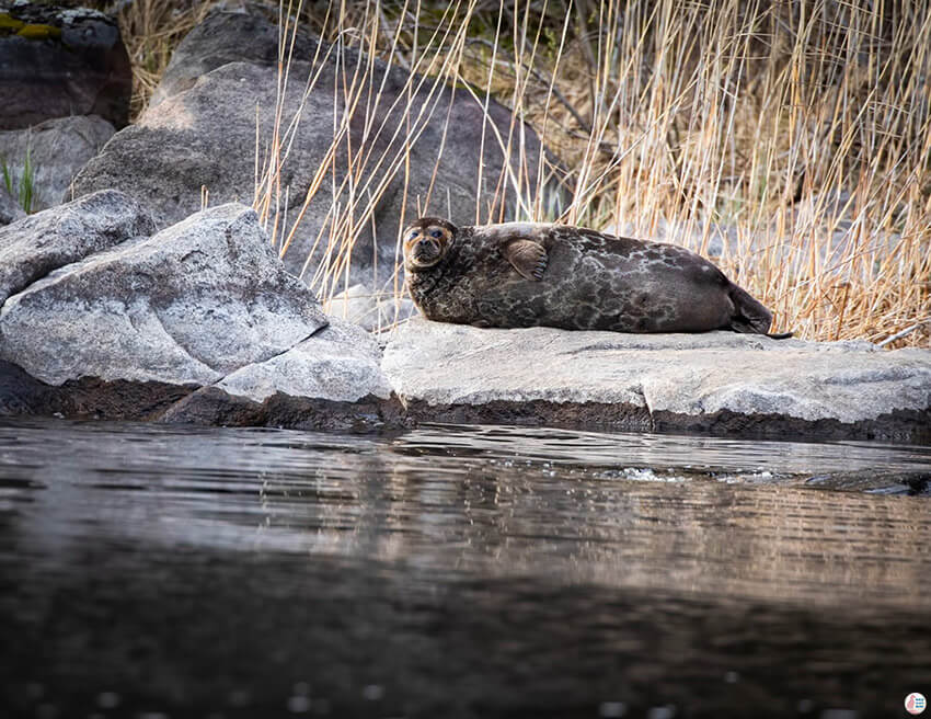 Saimaa Ringed Seal resting on a rock close to Oravi, Finland