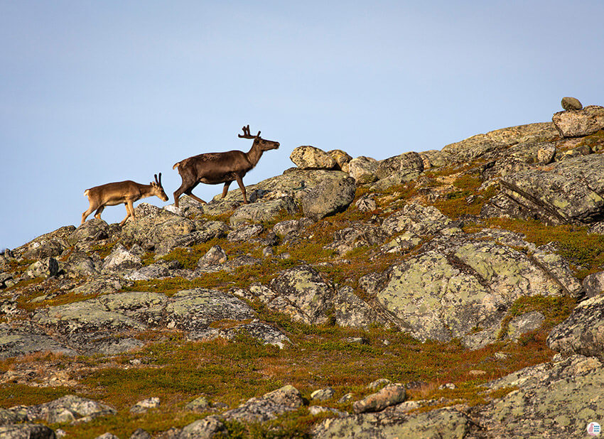 Reindeers on Saana hiking trail, Kilpisjärvi, Lapland, Finland