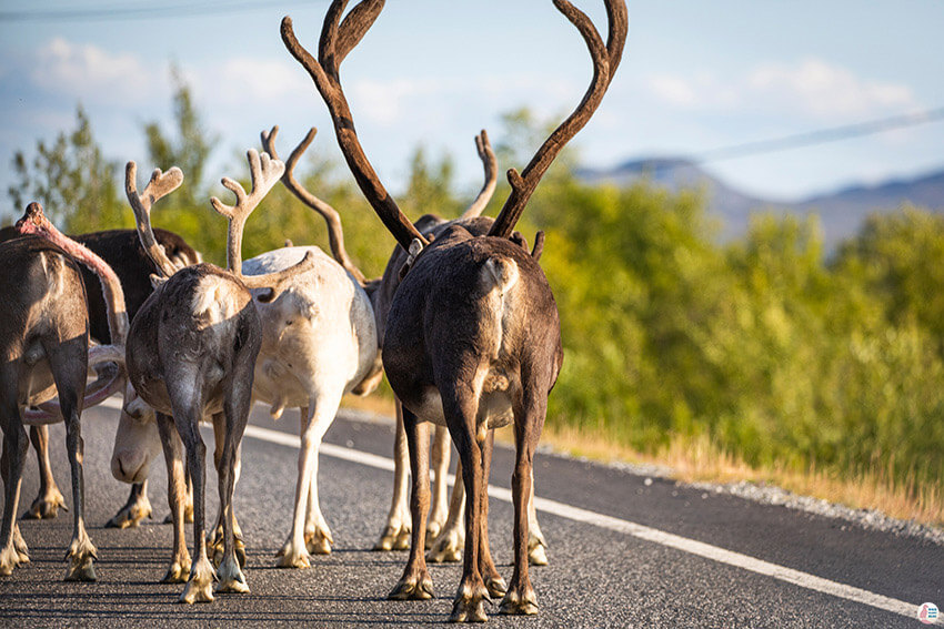 Reindeers on the road in Kilpisjärvi, Enontekiö, Lapland, Finland