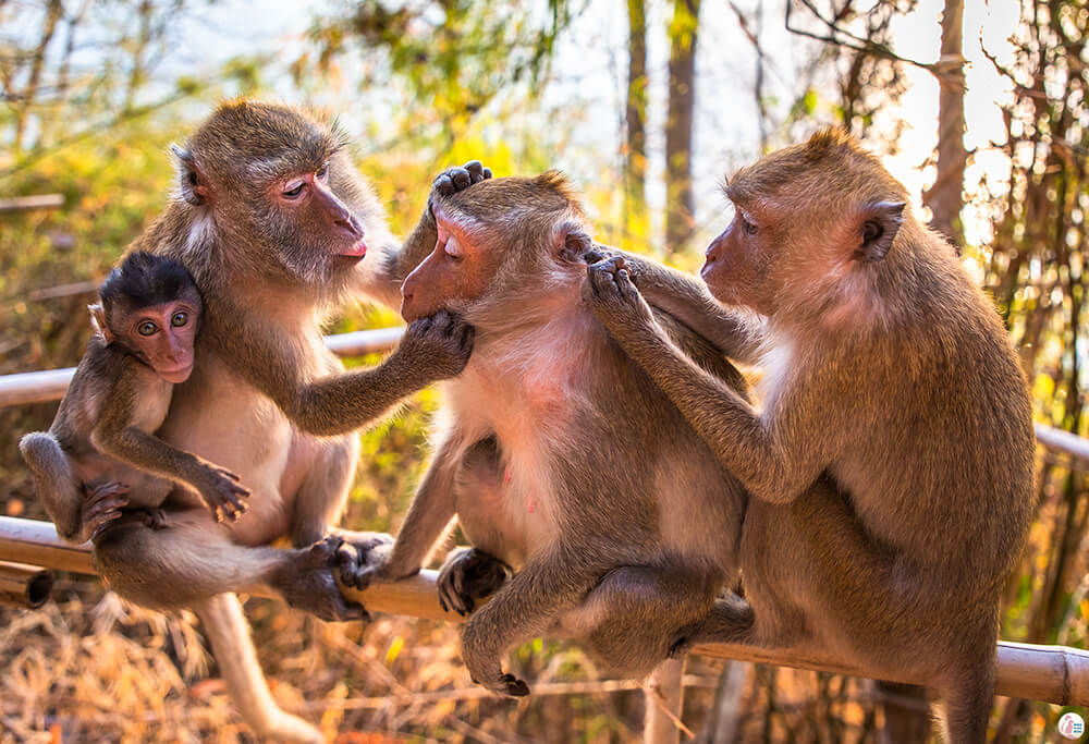 Macaques on Monkey Trail, Best Viewpoints to Hike and Photograph in Krabi, Thailand