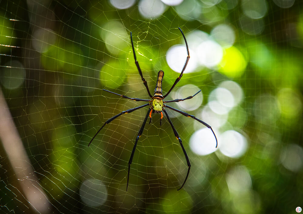 Giant spider in Khao Sok National Park, Surat Thani, Thailand