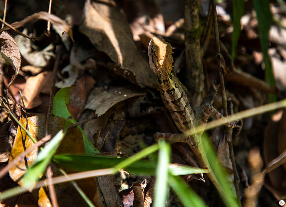 Small lizard in Khao Sok National Park, Surat Thani, Thailand