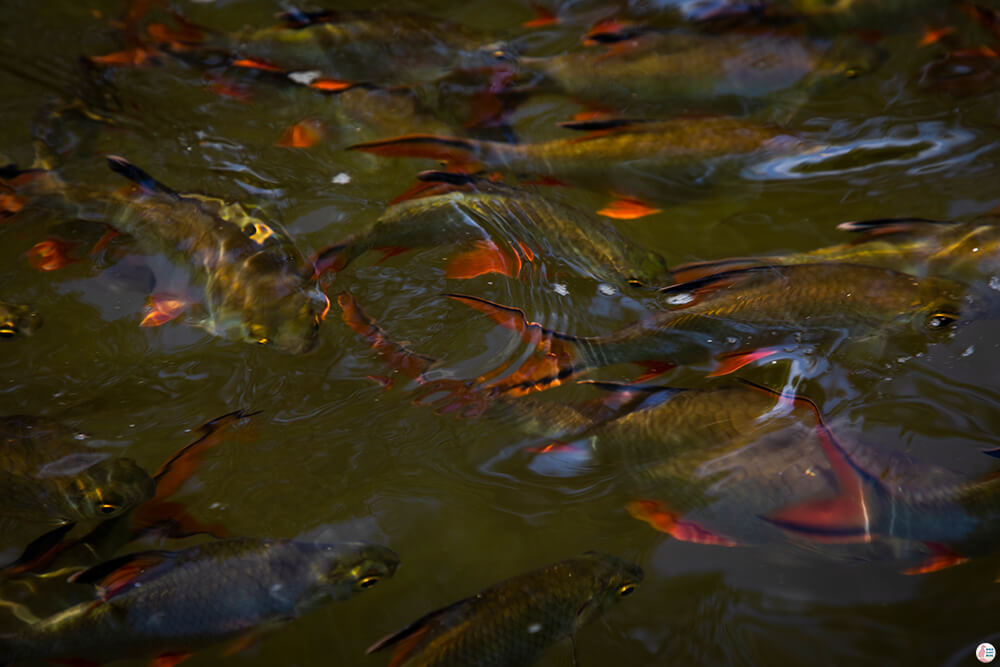 Red fish in the Khao Sok River, Khao Sok National Park, Surat Thani, Thailand