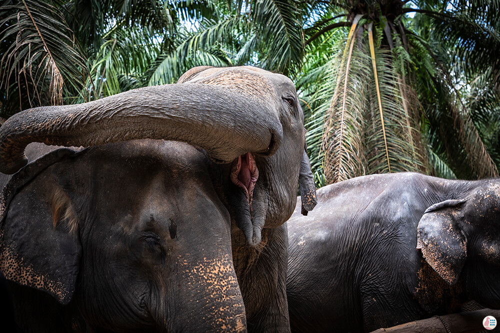 Young female being restless at Krabi Elephant Sanctuary, Thailand