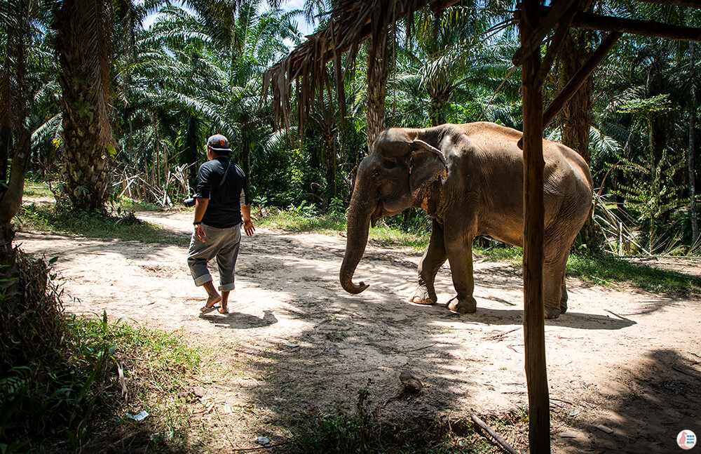 “Elephant-man” escorting his elephant to the river, Krabi Elephant Sanctuary, Thailand