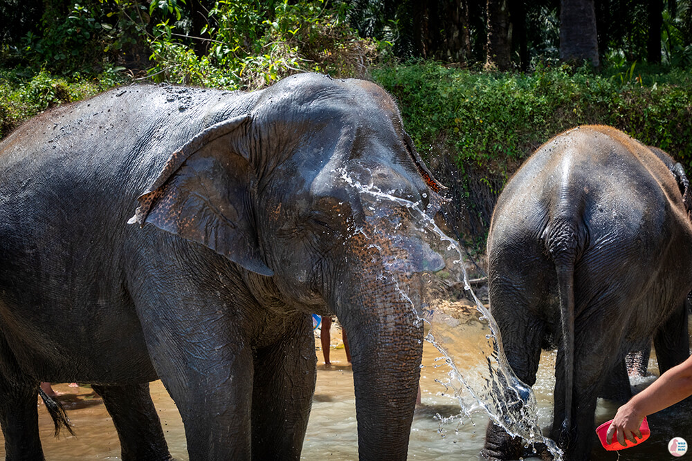 Elephants taking a bath at Krabi Elephant Sanctuary, Thailand