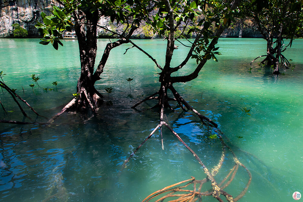 Trees in Hong Island Lagoon, Hong Islands, Krabi Province, Thailand