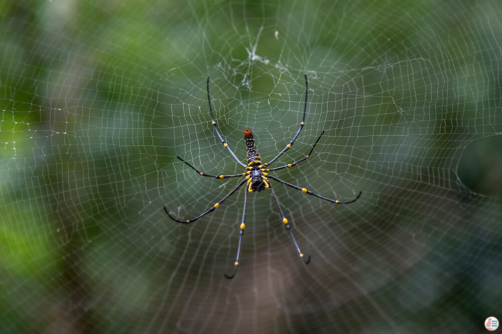 Giant spider on Hong Island, Krabi, Thailand