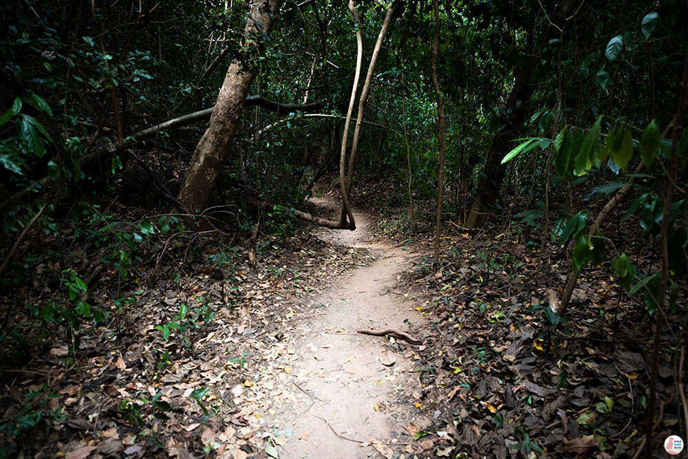 Jungle walk on Hong Island, Krabi, Thailand