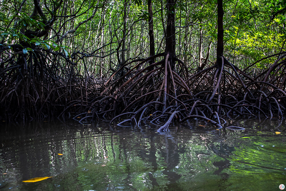 Mangrove forest on the Tha Pring River, Than Bok Khorani National Park, Krabi, Thailand