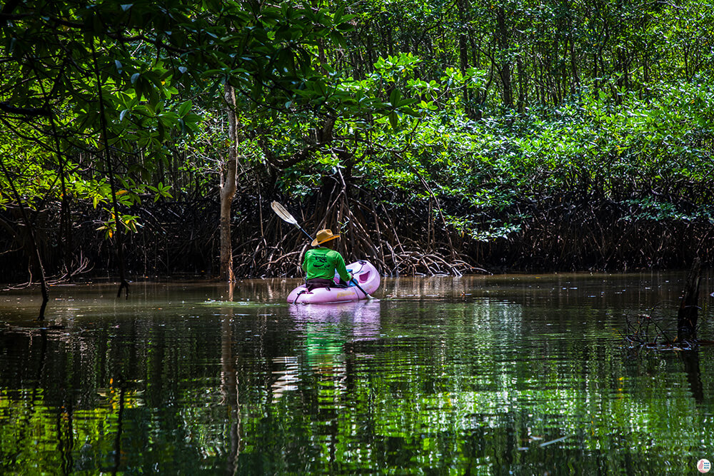 One Day Kayaking on the Tha Pring River in Than Bok Khorani National Park, Krabi, Thailand