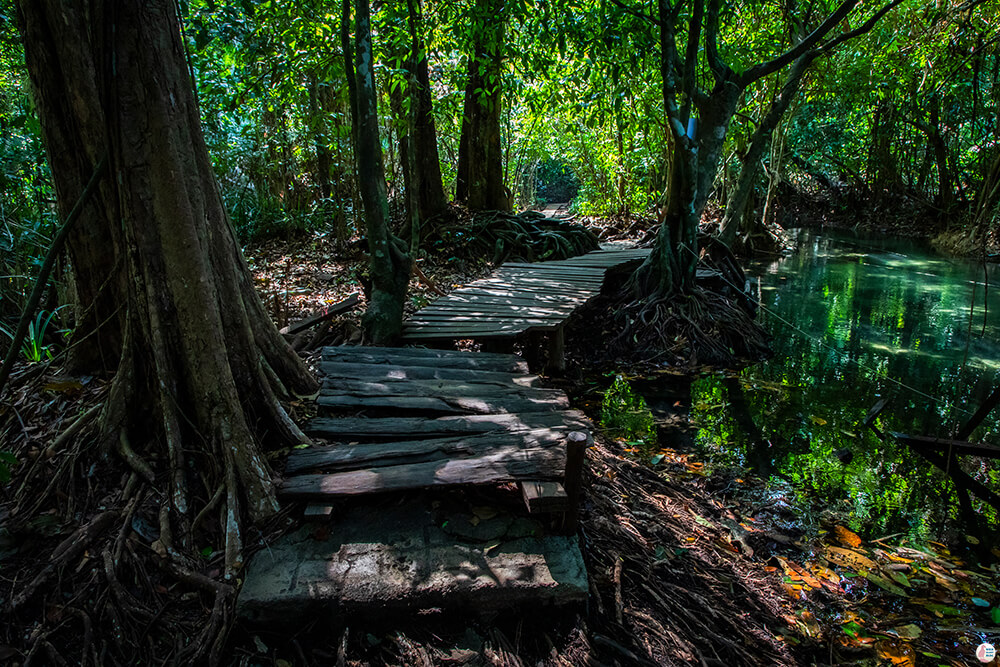 Jungle path at Long Klong Srakaew, Than Bok Khorani National Park, Krabi, Thailand